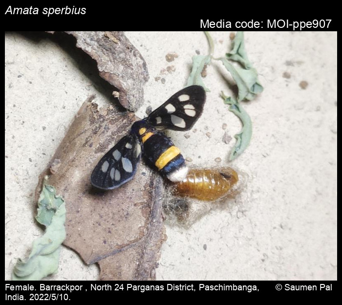 Amata sperbius (Fabricius, 1787) Moths